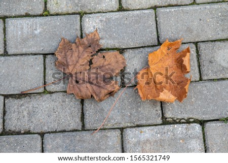 Similar – Image, Stock Photo Dry leaves on paving stones in the autumn sun