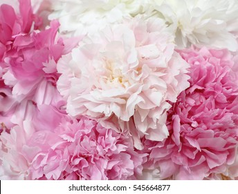 background of peonies pastel, texture, pink, flowers, peonies close up