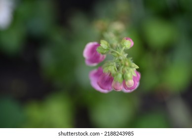 66,320 Pink Bell Images, Stock Photos & Vectors | Shutterstock