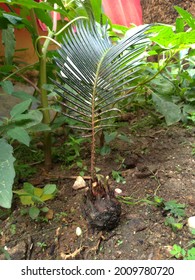 Background Photo Of Baby Coconut Tree