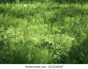 Background photo green grass in the forest