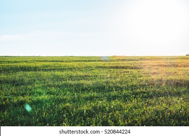 Background photography of bright sunny lush grass field under blue sunny sky. Outdoor countryside meadow nature. Rural pasture landscape of plain grass background. Agricultural grass field pastures