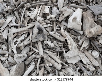 Background pile animal bones closeup