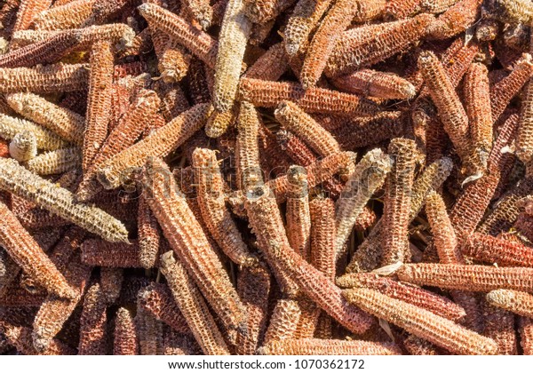 Background of pile of the old empty corn cobs with removed kernels 
