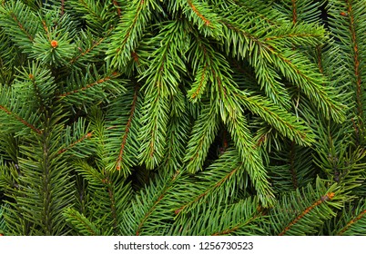 Background Of Pine Branches. Coniferous Green Texture.