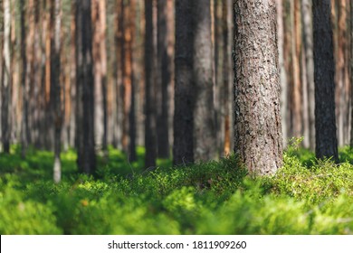 1 Forest Blueberries Free Photos and Images | picjumbo