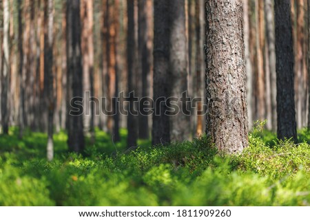 Background pine forest with green lush blueberry grass. Focus in foreground, blurred background.