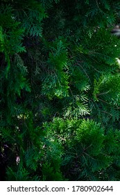 Background of pine leaves withe sunlight.