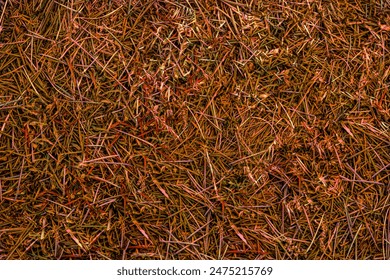 Background of pine needles fallen on the forest floor. Fallen pine needles in a forest during fall. Abstract texture for wallpaper, product display. Natural design for flyer, invitation card. top view