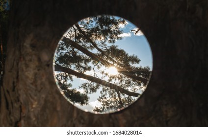 Background With Pinetrees And Bark. Round Mirror With Reflection Of Pinetree Branches At Sunset