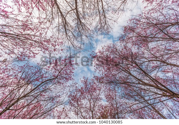 Download 73 Background Pink Forest HD Terbaik