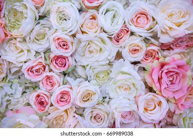 Background Pink Orange Peach Roses Beautiful Stock Photo 669989038 ...