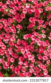 Background of pink petunias flowers in a summer day - Shutterstock ID 2312077817