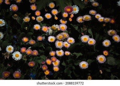 Background Of Pink And White Daisies Or Corn Flowers