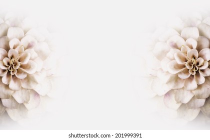  Background Of Pink White Flowers Copy-space