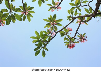 Background Of Plumeria (frangipani) Tree.