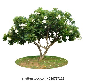 Background Of Plumeria (frangipani) Tree.