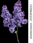 Background PNG background with lilac and purple flowers on transparent branch for photo editing 