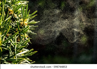 Background with pollen of tree in spingtime