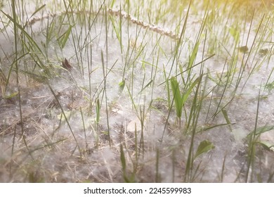 background of poplar fluff on green grass - Shutterstock ID 2245599983