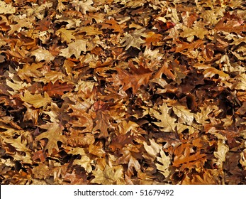 Background, Or Possible Pattern For Camouflage Hunting Clothing