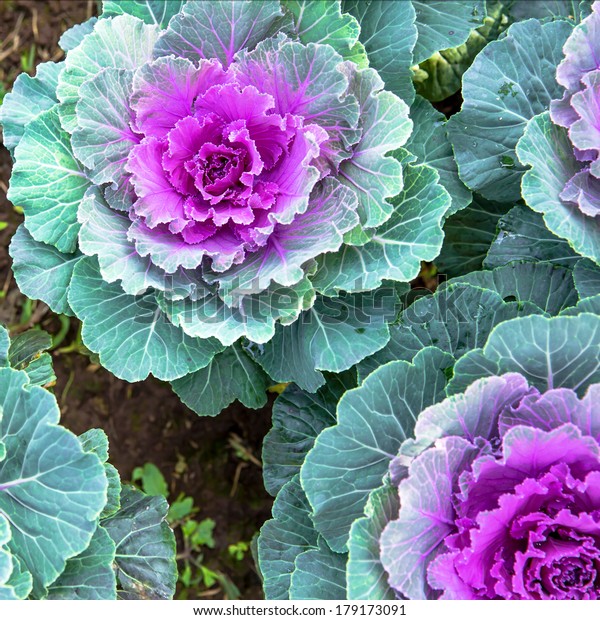 Background Purple Decorative Cabbage Ornamental Cabbage Stock