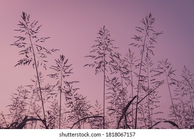 Background with purple grass pattern