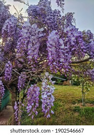 藤ノ木 の画像 写真素材 ベクター画像 Shutterstock