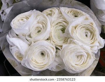 The background of ranunculus colors is white closeup 