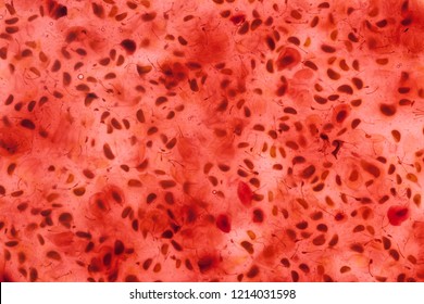 Background of raspberry jam macro - Powered by Shutterstock - Get 15% off with code: PIKWIZARD15