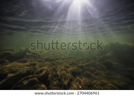 background rays of light under water, abstract pond in sunlight, nature backdrop underwater photography