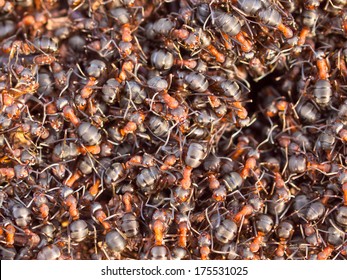 Background of a Red Ant colony (Formica rufa)
