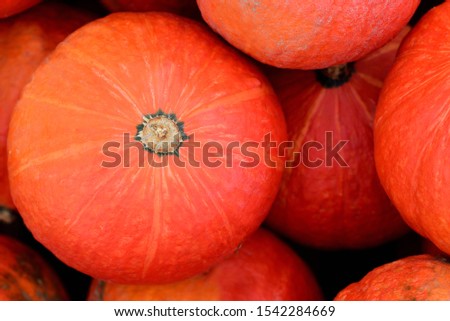 Background with red hokkaido pumpkins that lie shining in the sun, for eating