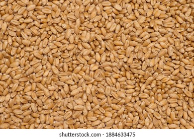 Background of red winter wheat grains. Organic texture.