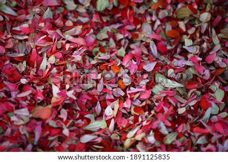 background of red and yellow leaves