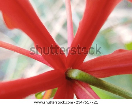 A background of red-colored flowers. Upside-down flowers or commonly referred to as an inverted flower