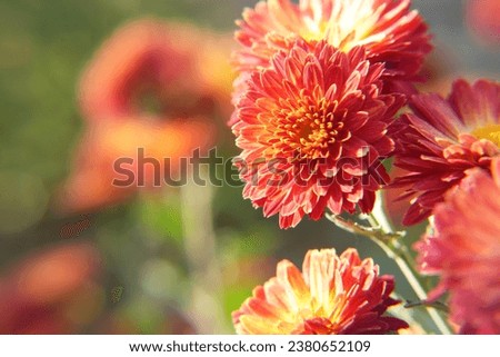 Background of red-orange chrysanthemums closeup in bright sunlight. Autumn flowers in the garden. Soft focus, natural autumn background. Banner. Side view.