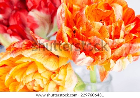 background of red-yellow tulip in a watercolor style