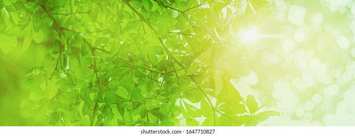 Background Relaxation And Natural Healing Concept ,close Up Light Green Leaf And Sunlight,blurred Background,beautiful Fresh Nature Bokeh In Park,decorate Website Or Wallpaper,banner Header Panoramic