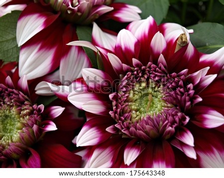 Similar – Image, Stock Photo Crysanthemum purple yellow