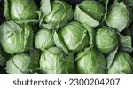 background of ripe early cabbage, top view. green cabbage in the market.                          