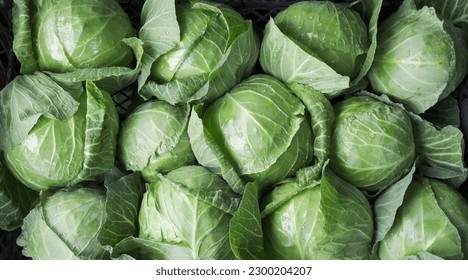 background of ripe early cabbage, top view. green cabbage in the market.                          