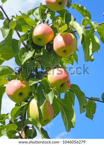 Similar – Image, Stock Photo ripe apples on a tree