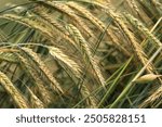 Background of ripening ears of rye field. Close up photo of nature. Harvest concept. Field of agricultural crops. Ears of a rye field close-up