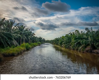 background of river and palm oil trees