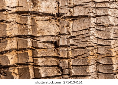 Background of rough, dry tree bark. The texture is deeply furrowed and segmented into geometric, scale-like plates, showing shades of brown and tan under bright sunlight.