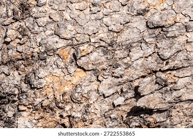 Background of rough, dry tree bark. The texture is deeply furrowed and segmented into geometric, scale-like plates, showing shades of brown and tan under bright sunlight.