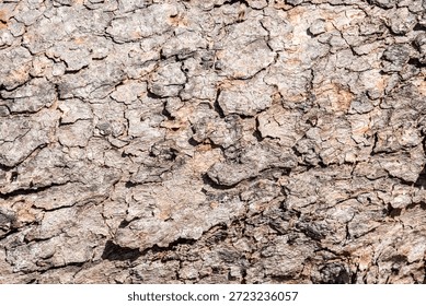 Background of rough, dry tree bark. The texture is deeply furrowed and segmented into geometric, scale-like plates, showing shades of brown and tan under bright sunlight.