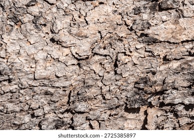 Background of rough, dry tree bark. The texture is deeply furrowed and segmented into geometric, scale-like plates, showing shades of brown and tan under bright sunlight.