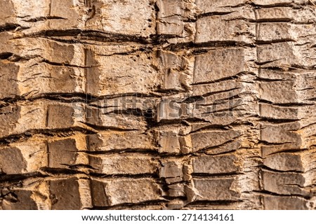 Background of rough, dry tree bark. The texture is deeply furrowed and segmented into geometric, scale-like plates, showing shades of brown and tan under bright sunlight.